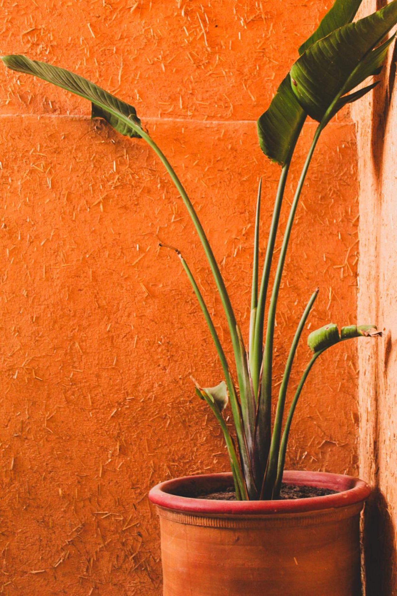 Panorama Guesthouse Agadir Buitenkant foto